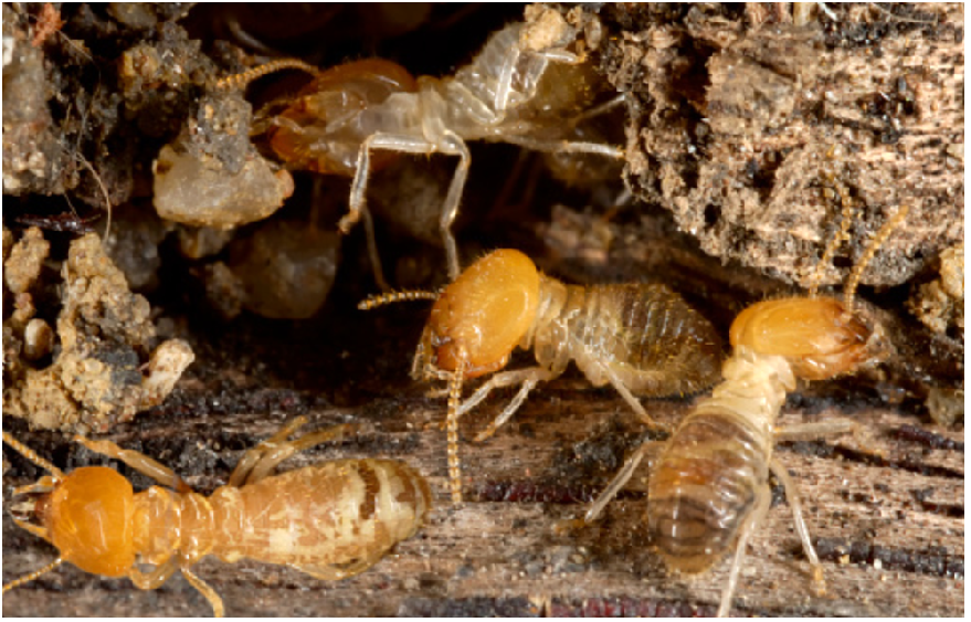 Parasite Proof Your Outside Dinner